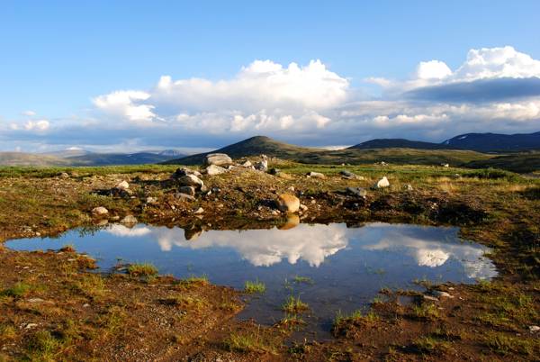 Norge Dovrefjell Nationalpark.