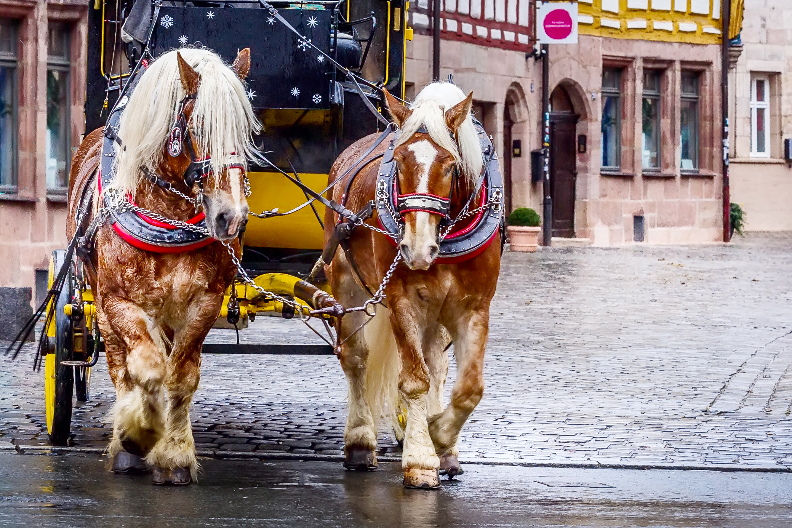To heste trækker en vogn på de brolagte gader i Nürnberg i Tyskland.