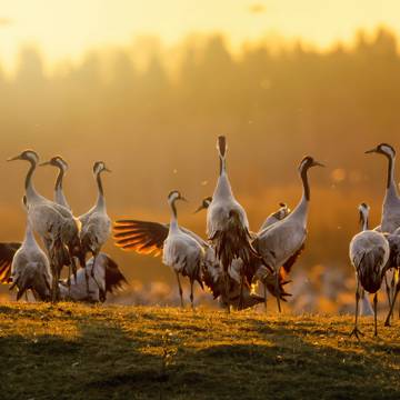 Traner der danser parringsdans ved Hornborgasøen i Sverige.