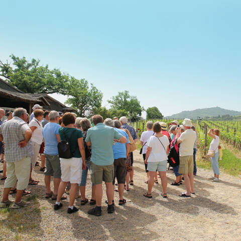 En gruppe rejsende i en vinmark på tur med Vitus Rejser.