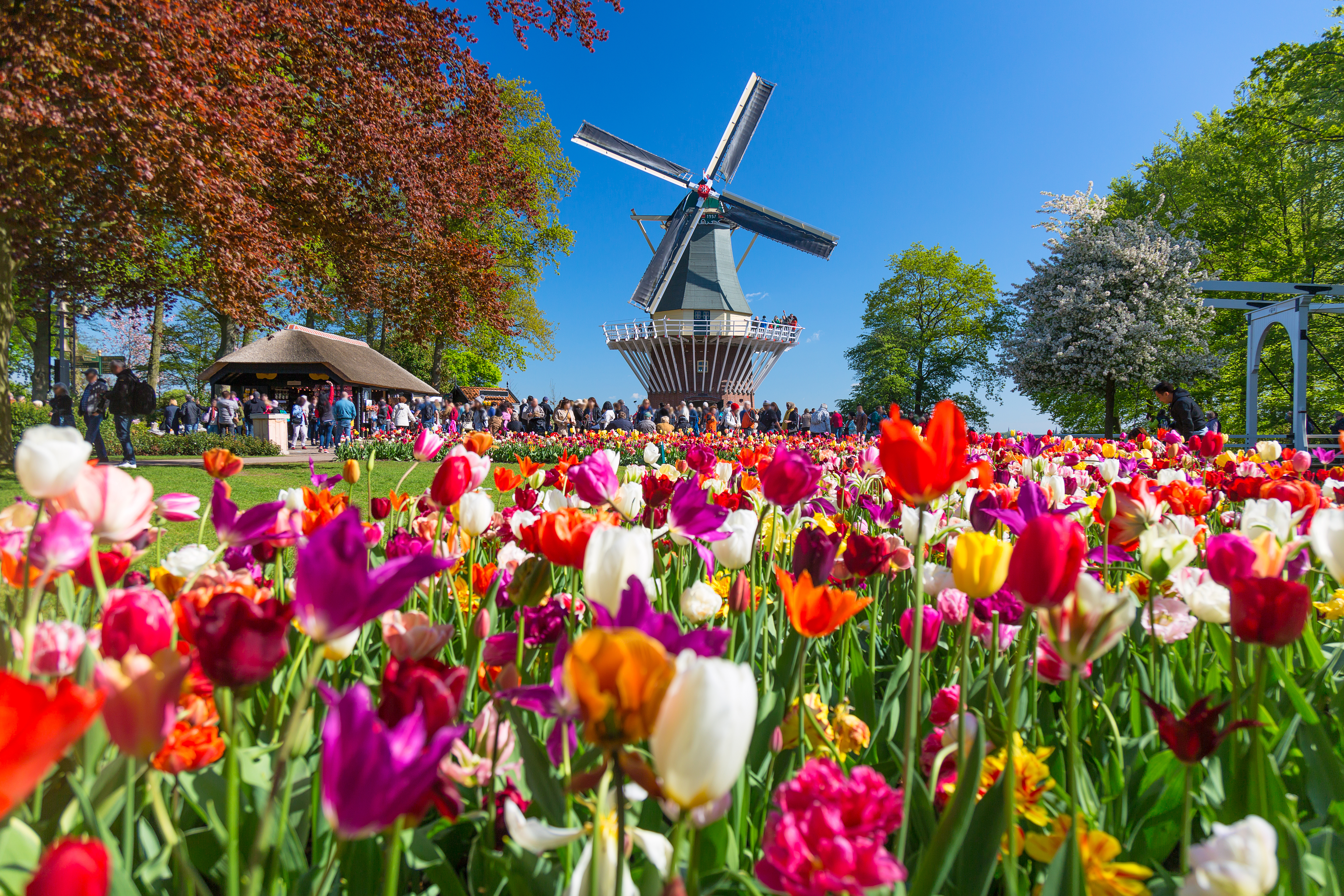 Møllen i blomsterparken Keukenhof i Holland.