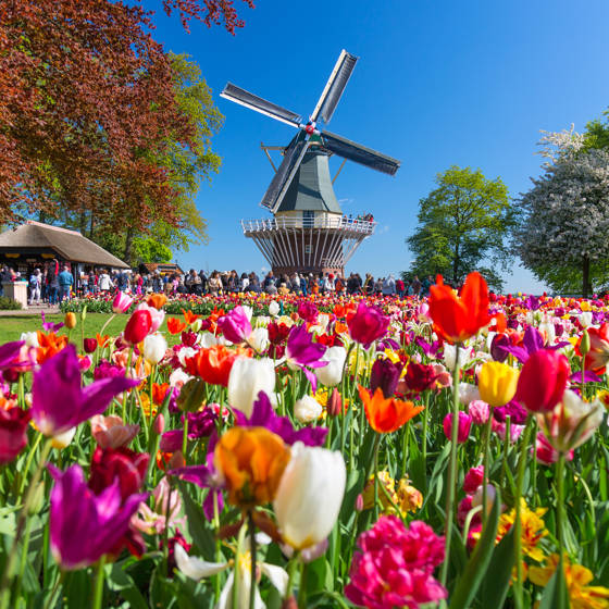Møllen i blomsterparken Keukenhof i Holland.