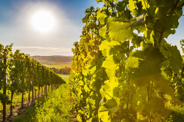 Rækker af vinstokke på en vinmark i Tyskland.