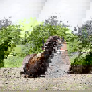 Bison på Ditlevsdal Bisonfarm i Danmark.