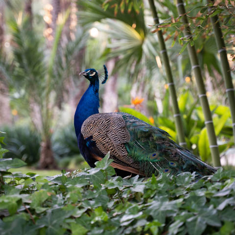 Påfugl i den botaniske have Huerto Del Cura i Elche ved Alicante i Spanien.