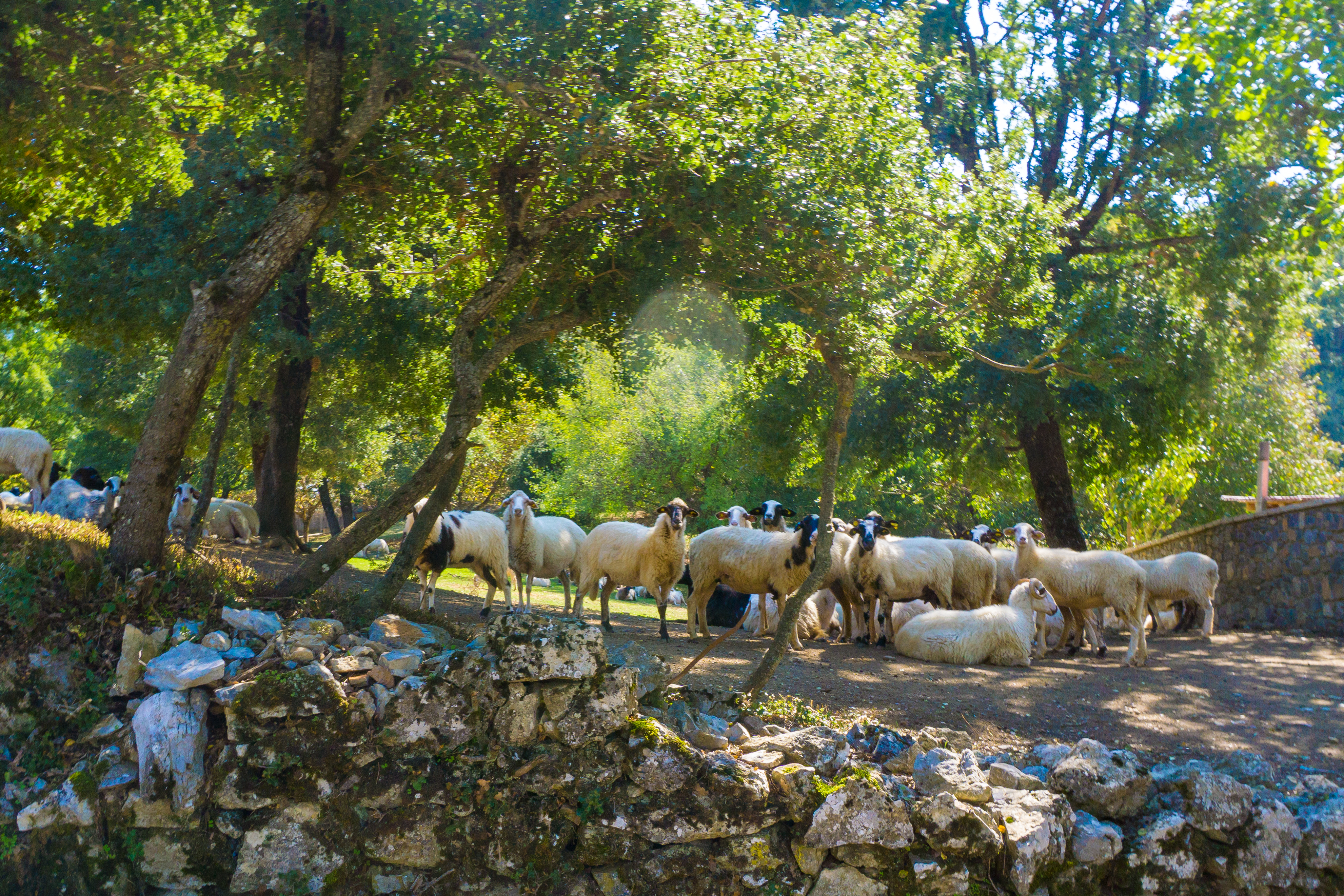 Får, der søger skygge under træerne på stien mellem Elati  og Vytina i Grækenland.