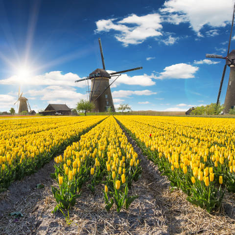 Mark med gule tulipaner i flotte rækker og gamle klassiske vindmøller i baggrunden i Holland