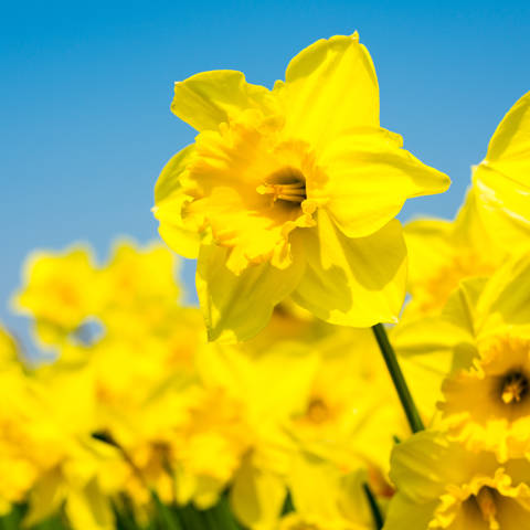 Gule påskeliljer i fuld flor.
