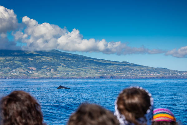 Rygfinnen af en hval bryder havoverfladen på en hvalsafari ud for kysten ved Azorerne.