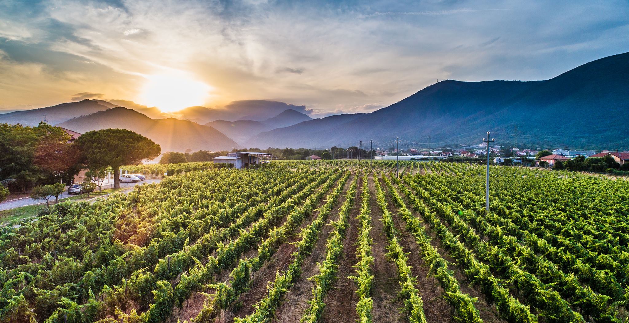 Vinmarker ved vingården Torre Pernice i Ligurien i Italien.