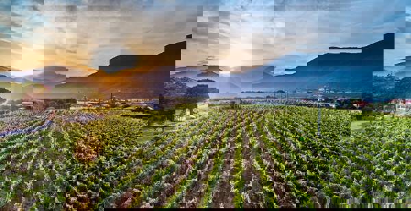 Vinmarker ved vingården Torre Pernice i Ligurien i Italien.