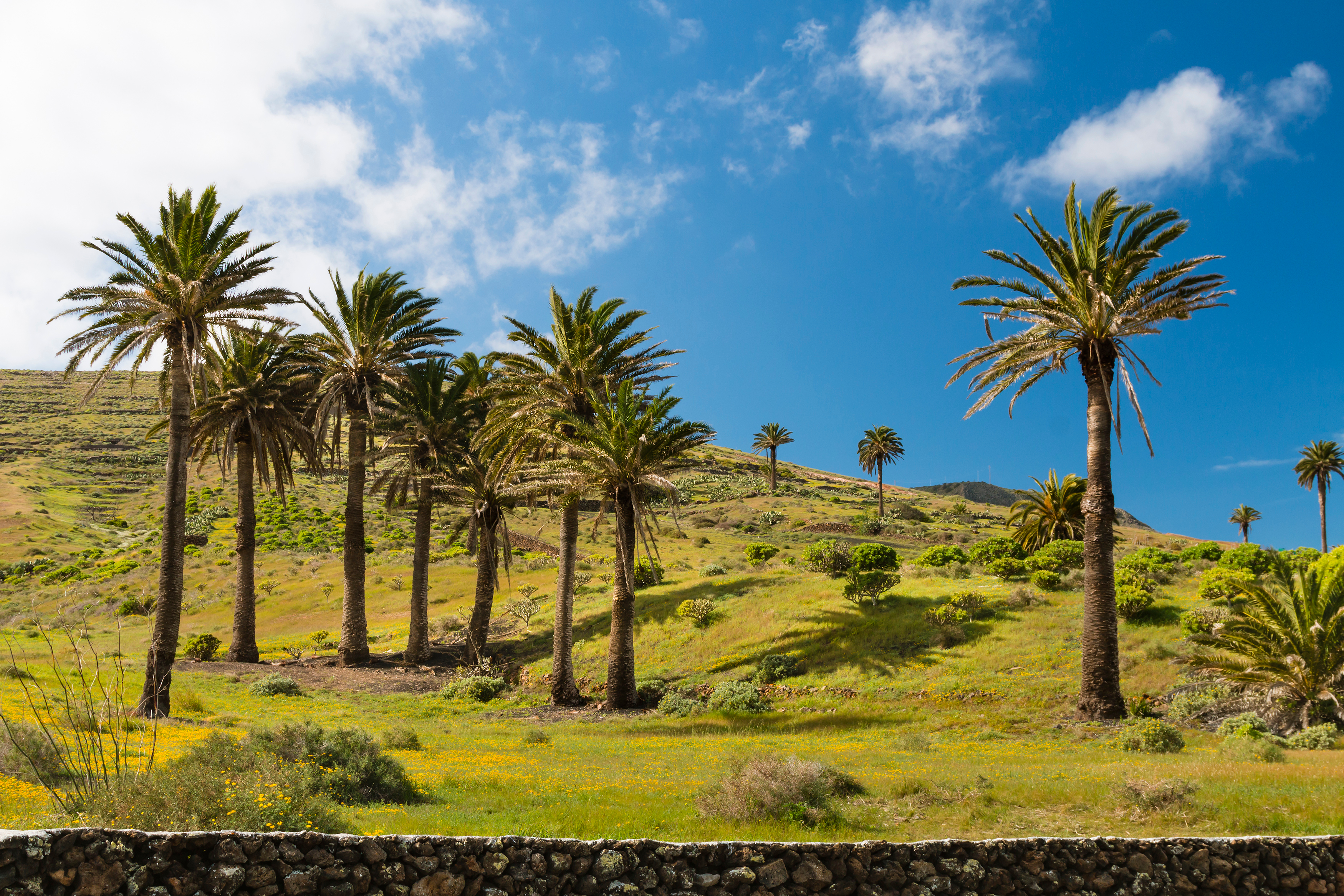 De Tusind Palmers Dal på Lanzarote i Spanien.