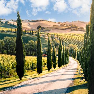 Smukt landskab med blide bakker med vinmarker så langt øjet rækker omkring byen Macerata i regionen Marche i Italien.