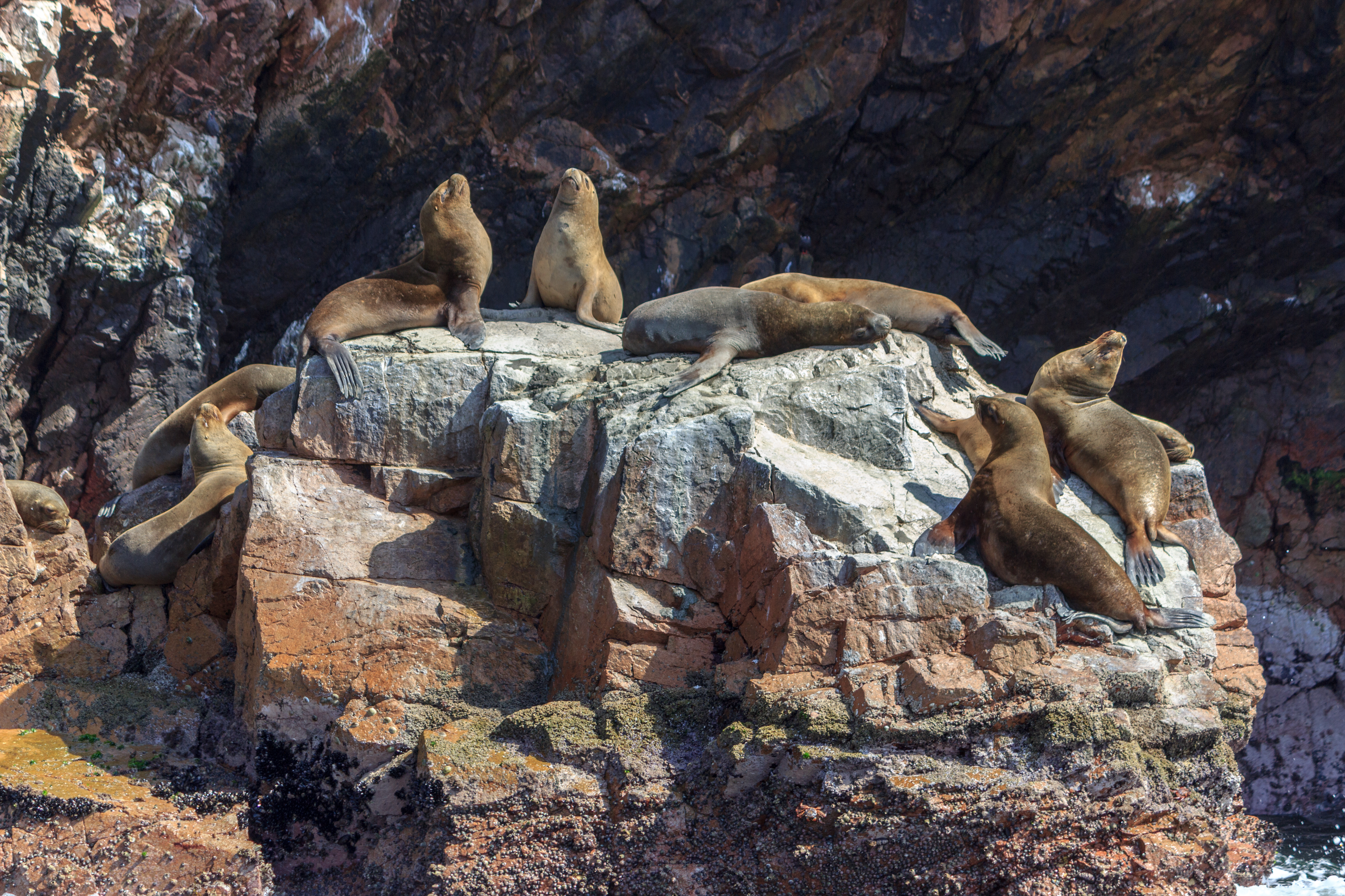 Søløver, der solbader på klipperne ved Ballestas-øerne i Peru. 