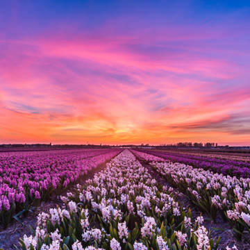 Solopgang over mark med blomster i Holland.