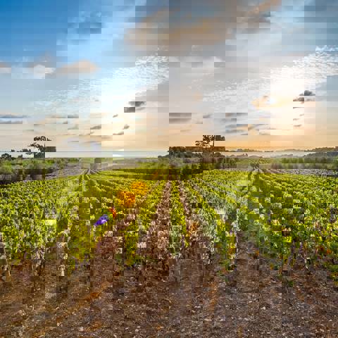 Vinmark ved Quinta da Aveleda i Portugal.
