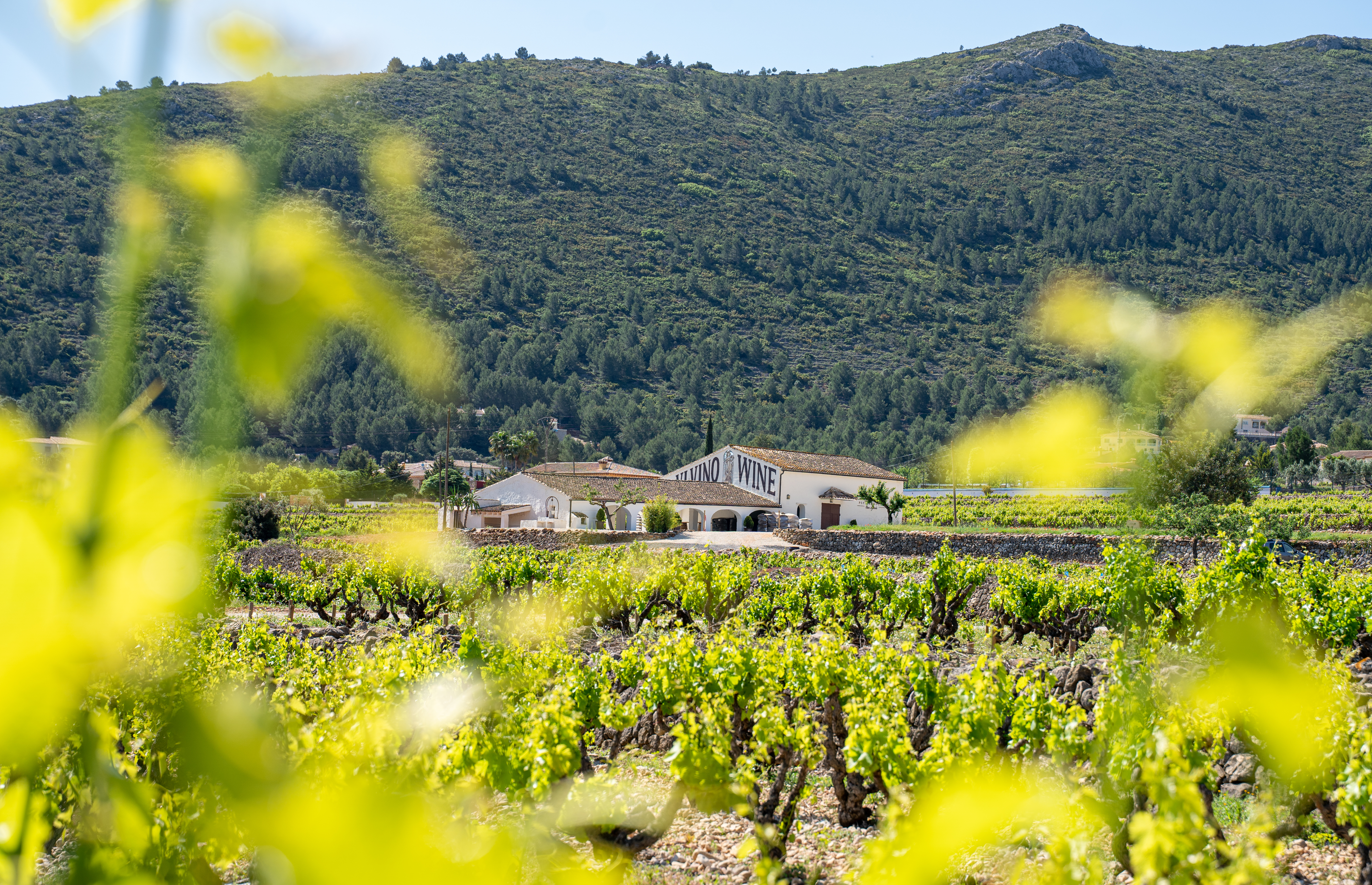 Udsigt over vinmarkerne hos vingården Pepe Mendoza i Costa Blanca i Spanien.