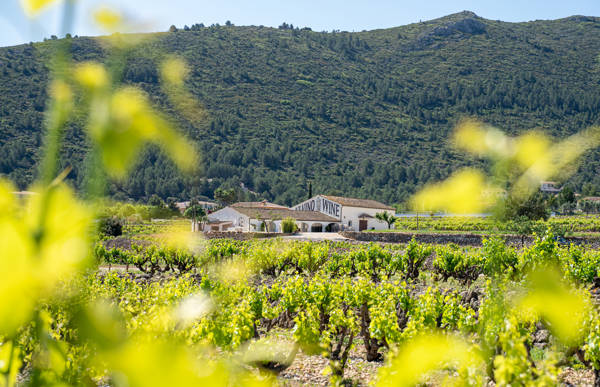 Udsigt over vinmarkerne hos vingården Pepe Mendoza i Costa Blanca i Spanien.