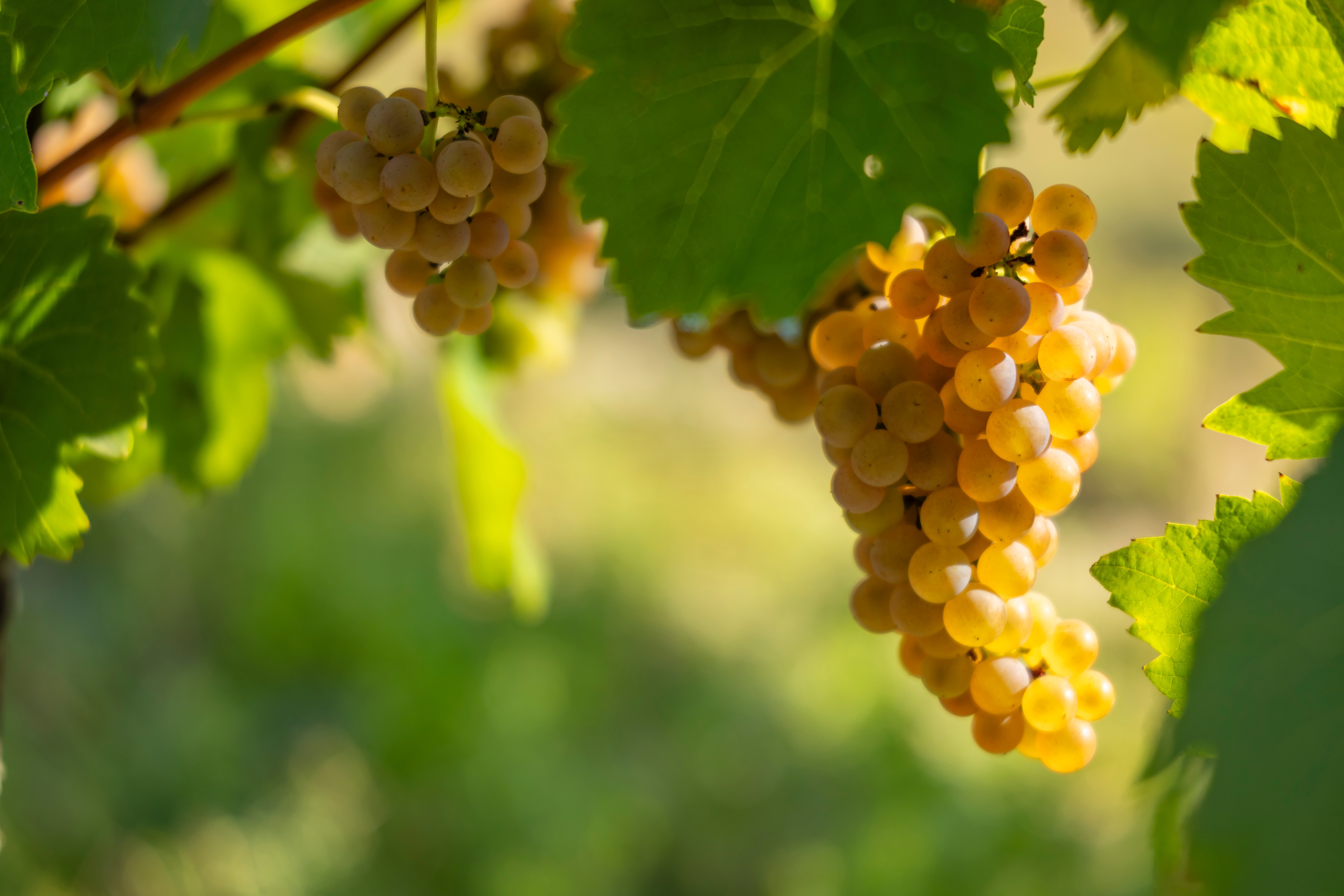 Tyskland Diverse Vindruer.