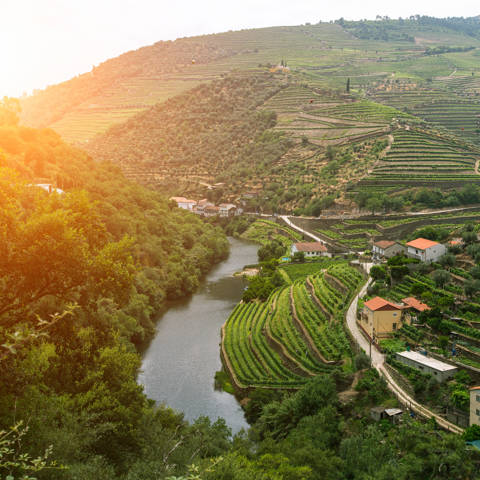 Loftfoto om aftenen af Douro-floden mellem vinmarker på terrasser i det nordlige Portugal.