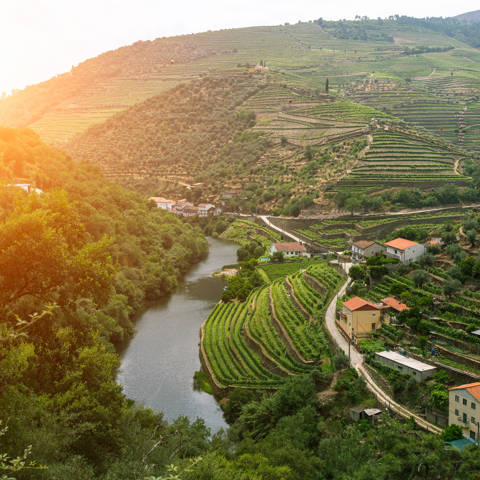 Loftfoto om aftenen af Douro-floden mellem vinmarker på terrasser i det nordlige Portugal.