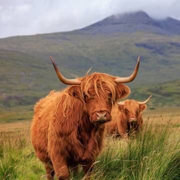 Storbritannien Skotland Diverse Highland Cow.