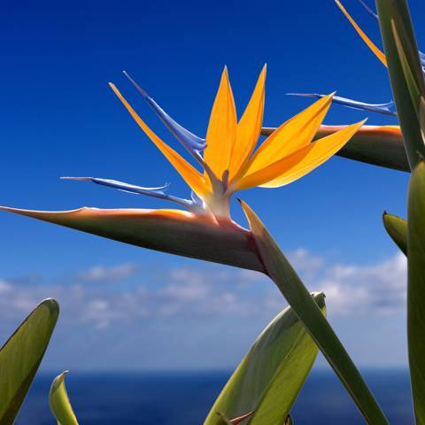 Paradisfugleblomst på øen La Palma.