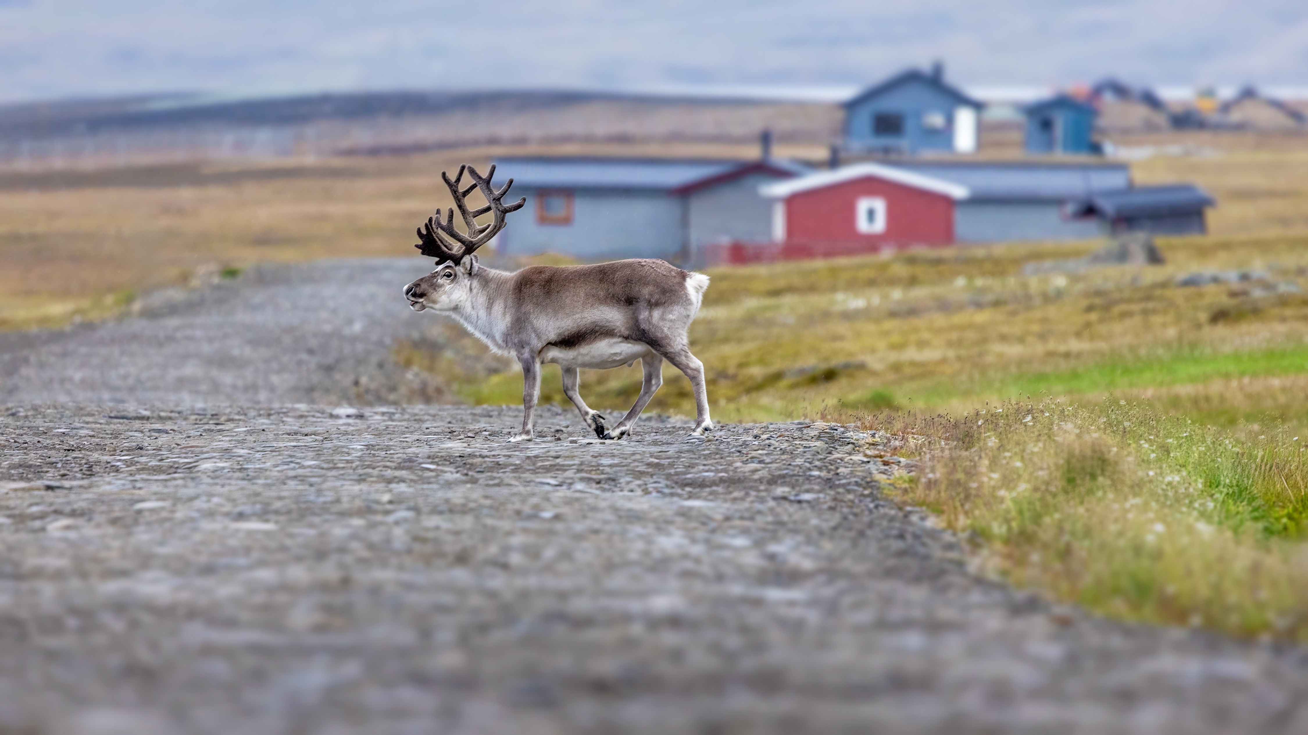 Rensdyr på gaden i Longyearbyen, Norge.