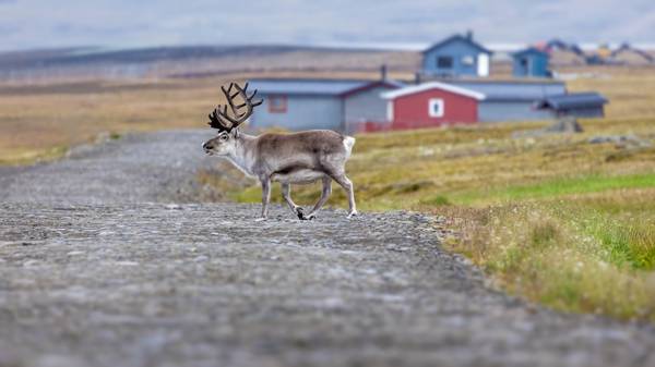 Rensdyr på gaden i Longyearbyen, Norge.