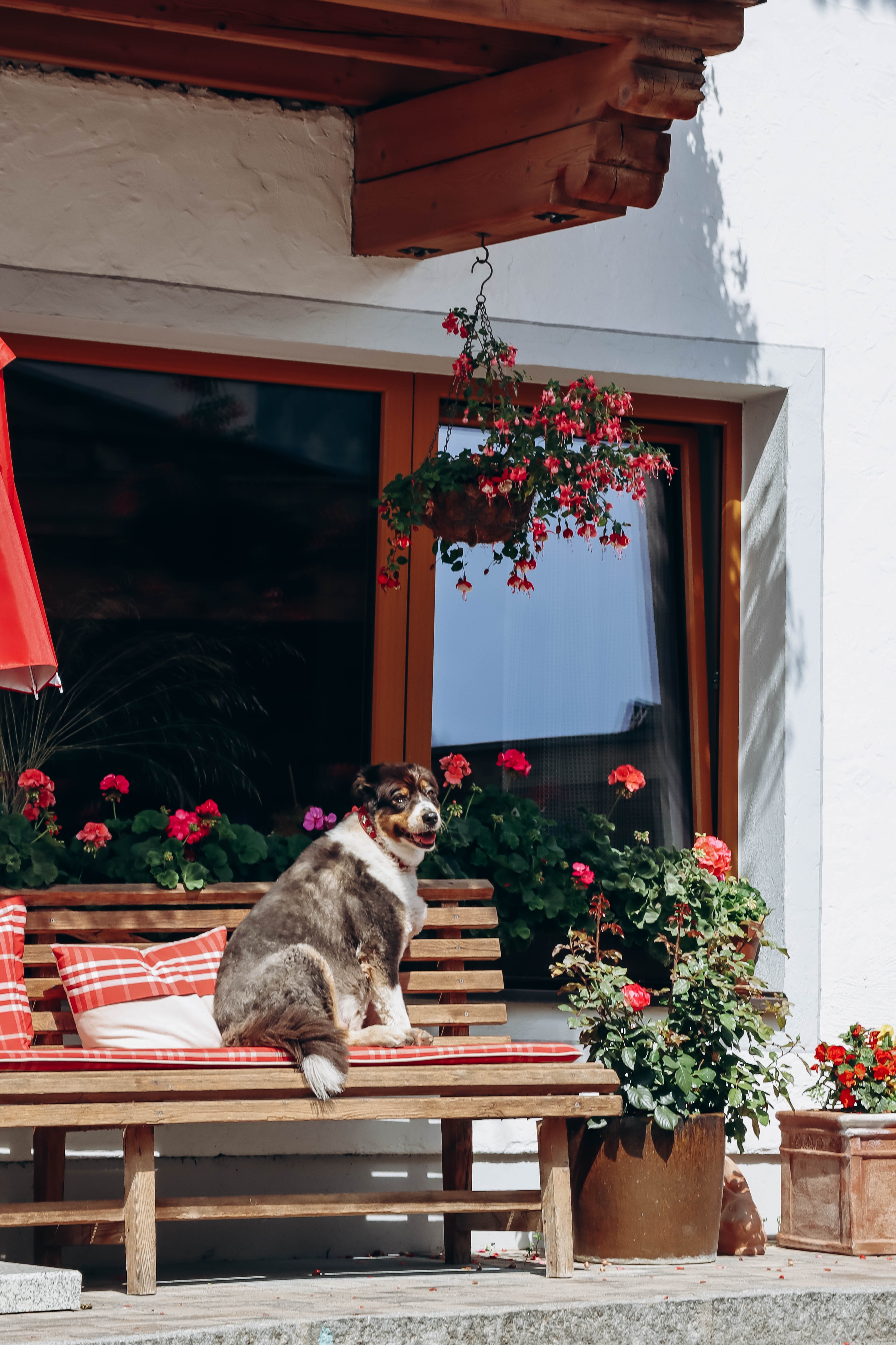 Hund på bænk i Fulpmes gader omgivet af blomster. 