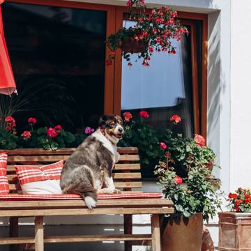 Hund på bænk i Fulpmes gader omgivet af blomster.