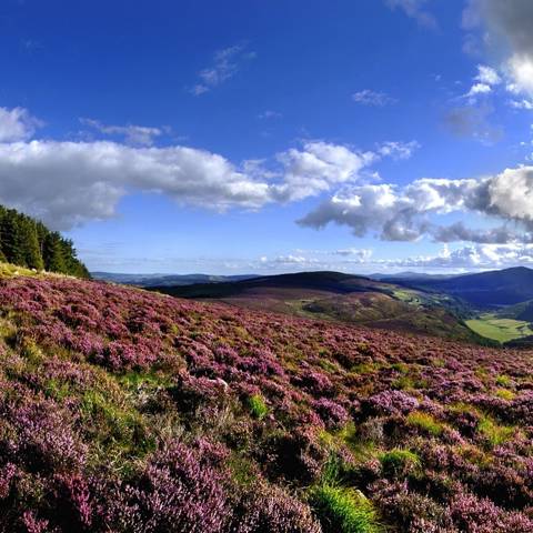 Landskab med rød lyng i Irland.