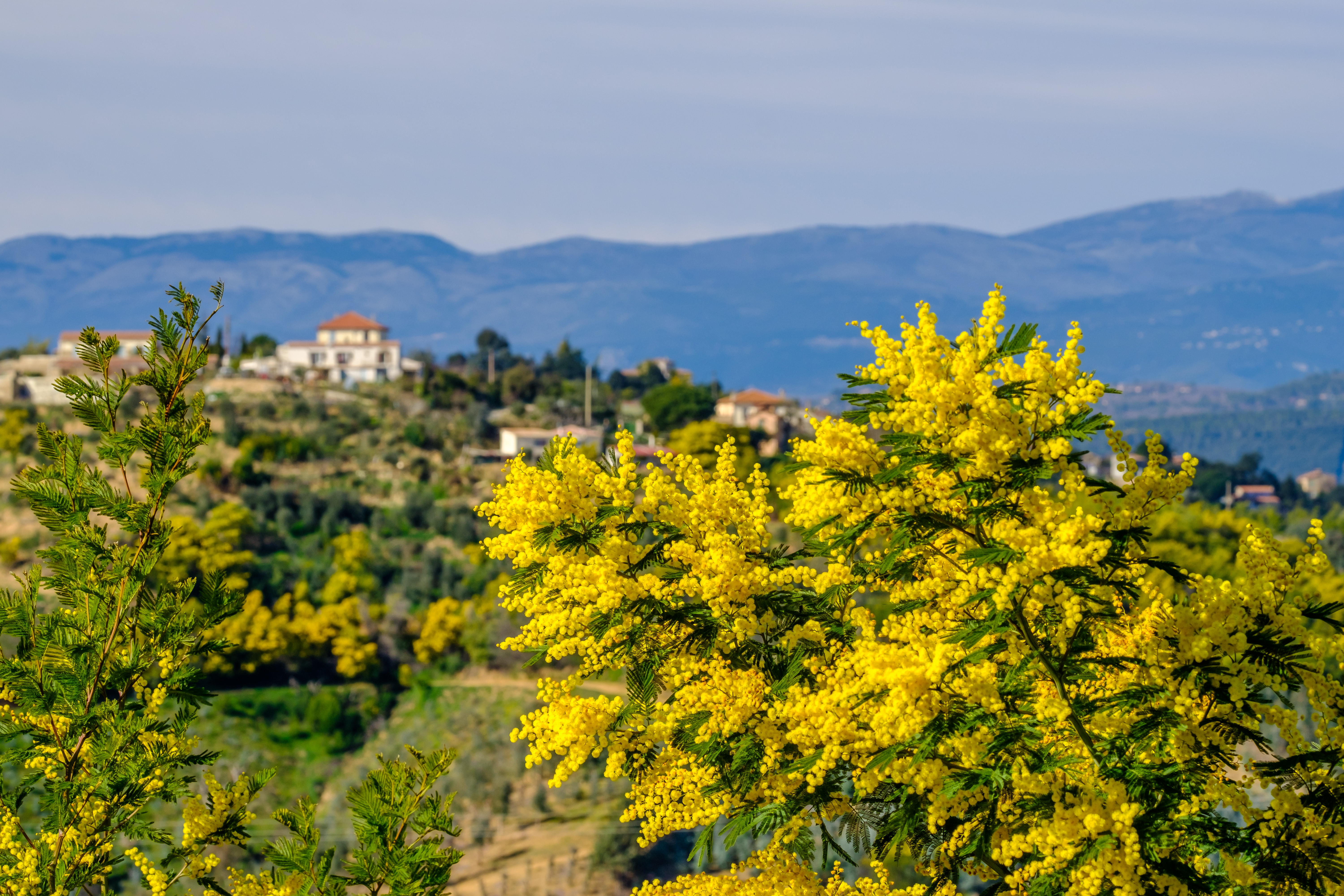 Mimose med gule blomster i Tanneron i Provence i Frankrig.