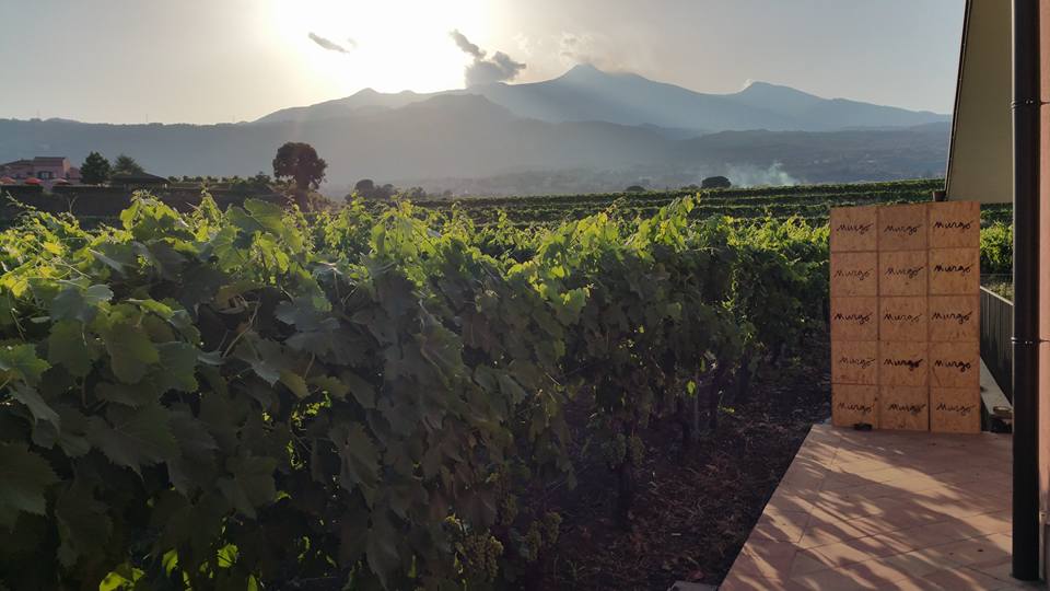 Vingården Tenuta San Michele på Sicilien.