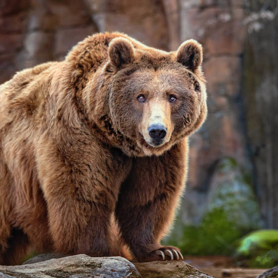 Brun bjørn i Rocky Mountains i Canada.