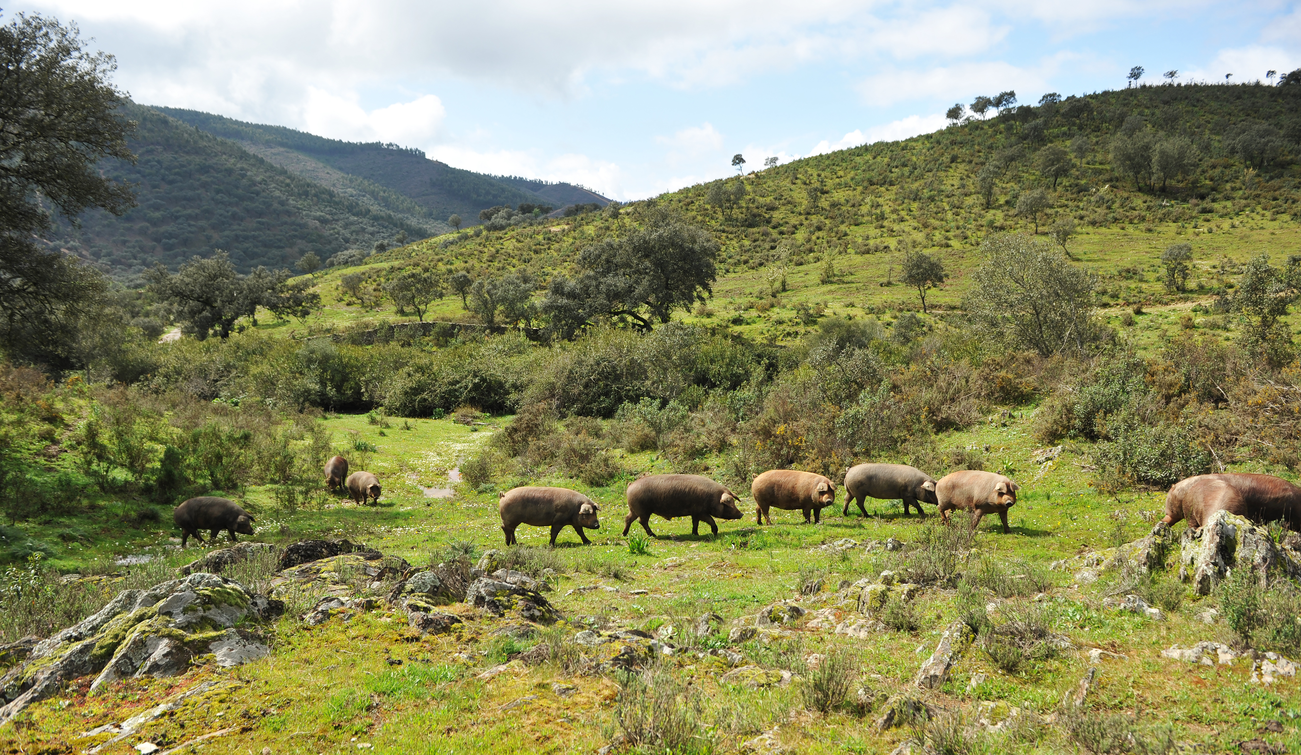 Iberiske grise i den nordlige del af Huelva-provinsen.