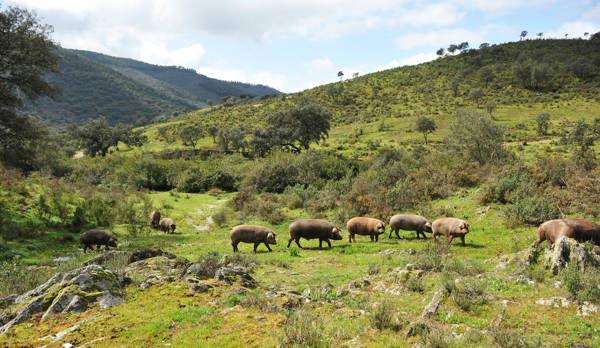 Iberiske grise i den nordlige del af Huelva-provinsen.
