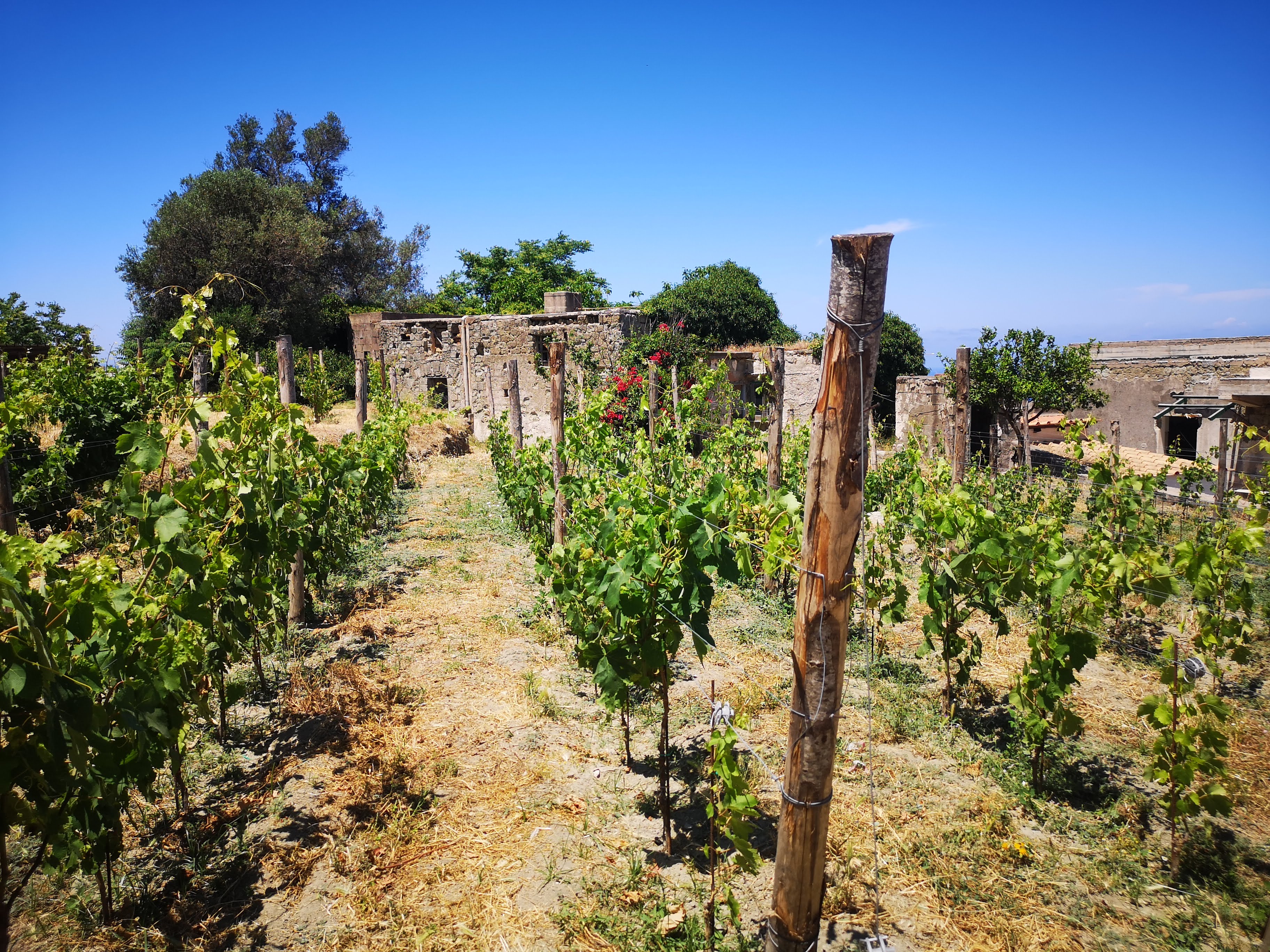 Vinmark på den italienske ø Ischia. 