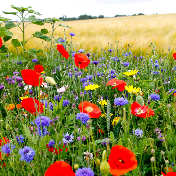Mark med blomster i flor i Danmark.