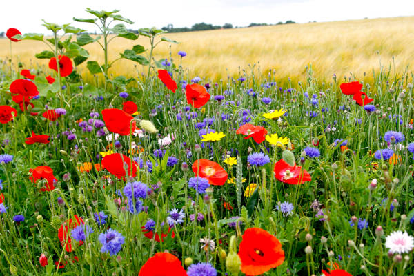 Mark med blomster i flor i Danmark.