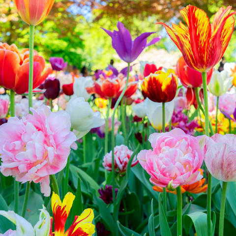Nærbillede af tulipaner i fuldt flor i blomsterparken Keukenhof i Holland.