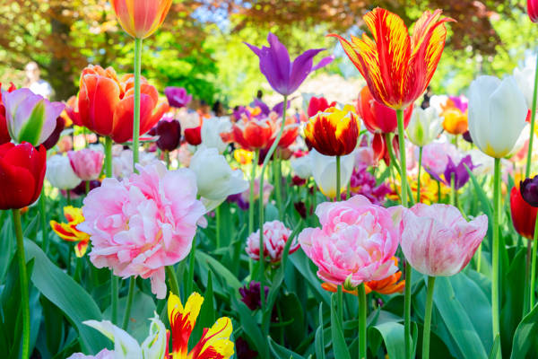 Nærbillede af tulipaner i fuldt flor i blomsterparken Keukenhof i Holland.
