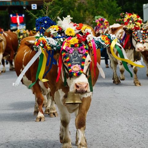 Blomsterpyntede køer i procession til Almabtrieb i Tyrol.