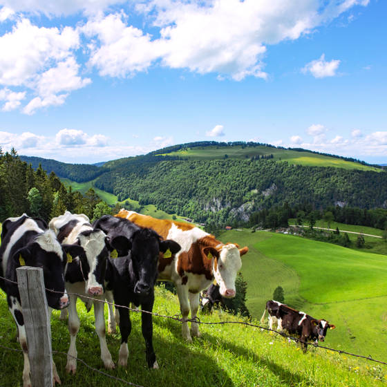 Græssende køer i Alperne i Schweiz.