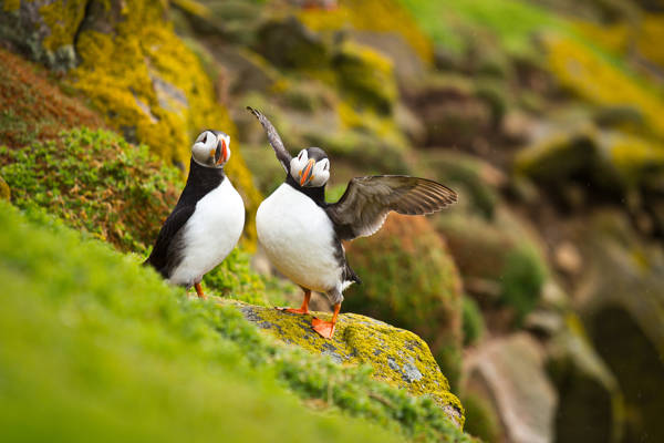 Norge Diverse Lunder.