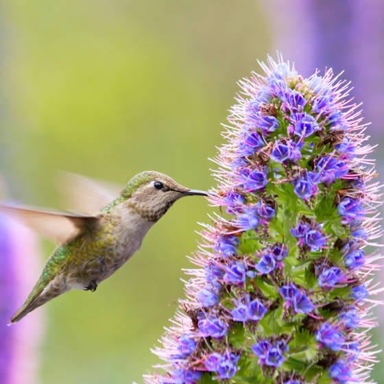 En kolibri suger nektar fra Madeiras nationalblomst, Pride of Madeira.