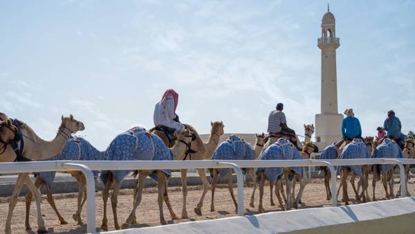 Kamelvæddeløb i Al Shahaniya i De Forenede Arabiske Emirater.