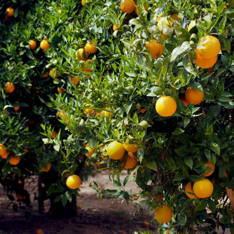 Appelsintræ med modne appelsiner i Andalusien i Spanien.