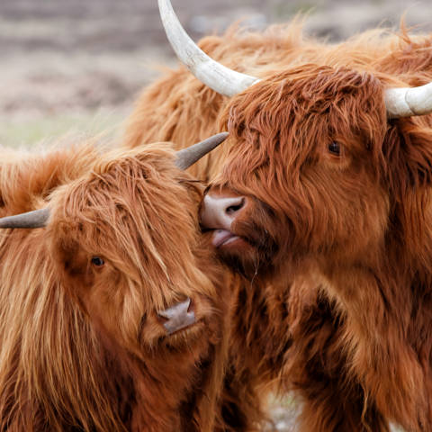 En skotsk højlandsko slikker sin kalv i ansigtet.