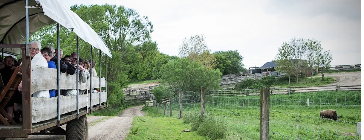 På traktortur rundt for at se Bisoner.